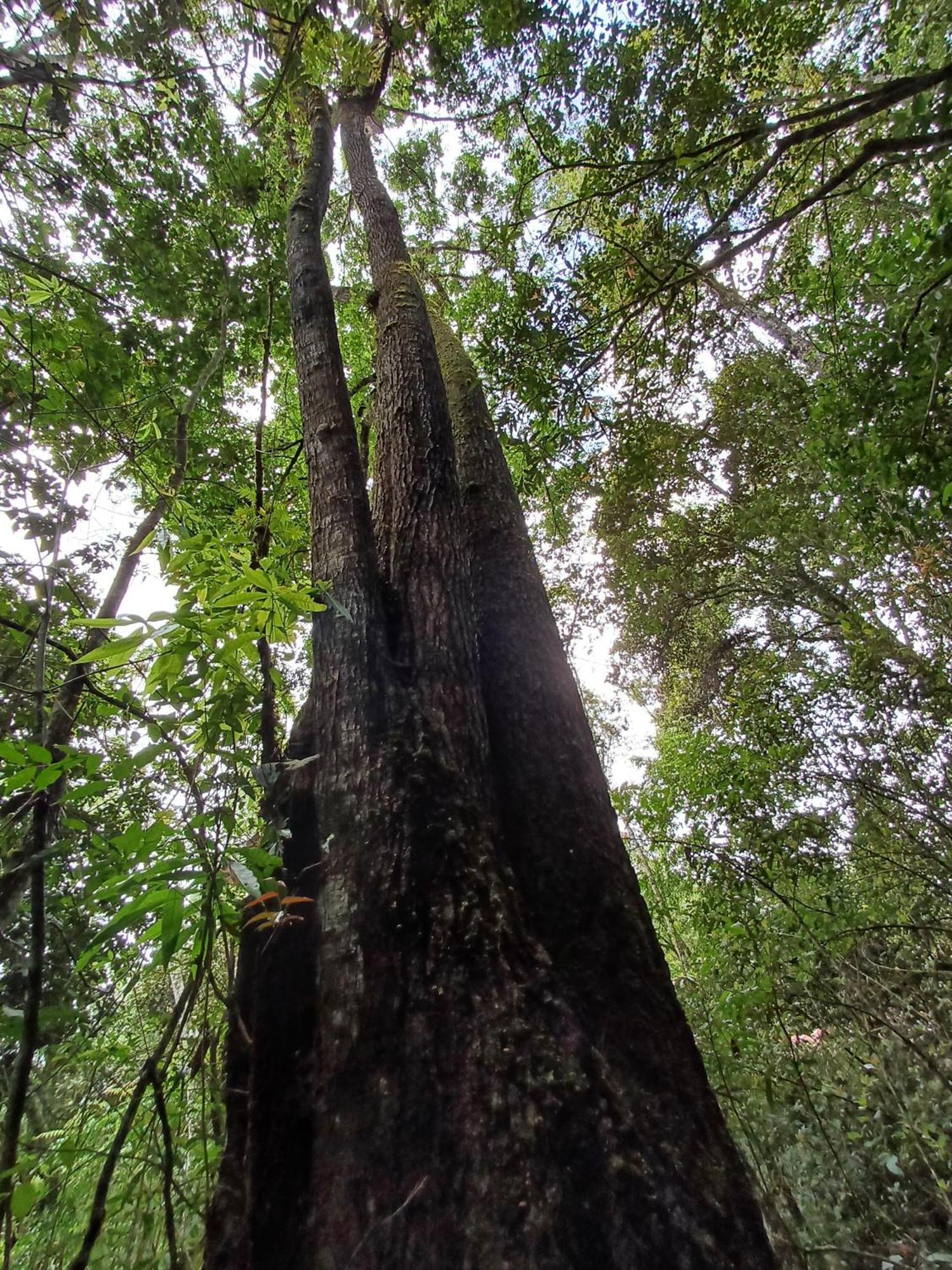 Paraiso Verde Chijou المظهر الخارجي الصورة