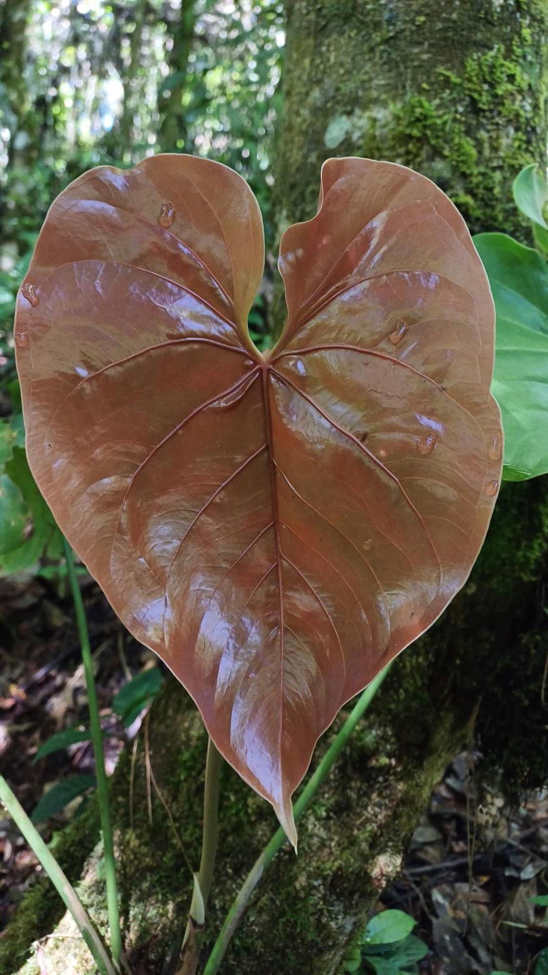 Paraiso Verde Chijou المظهر الخارجي الصورة