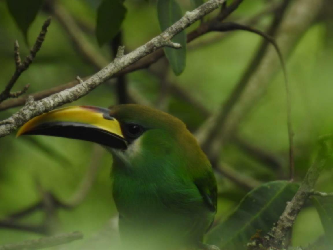 Paraiso Verde Chijou المظهر الخارجي الصورة
